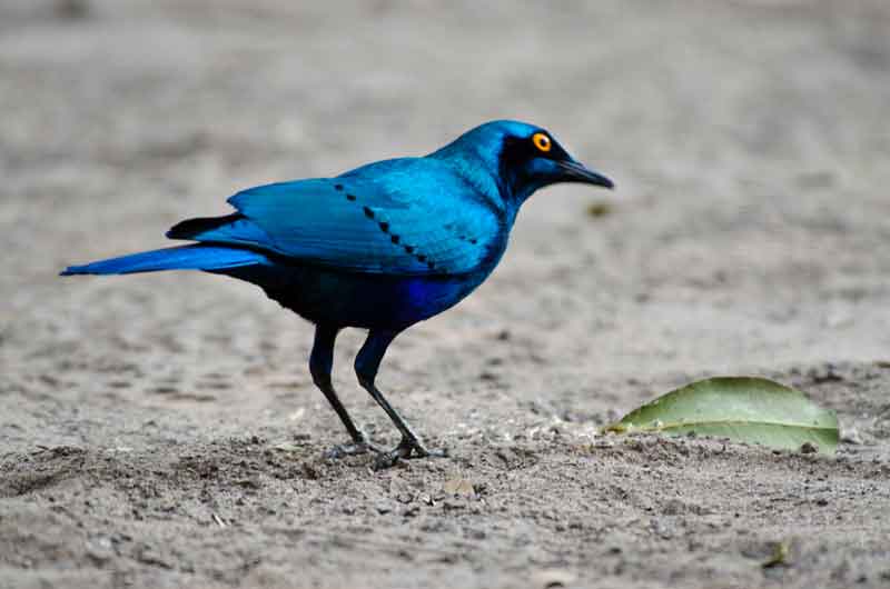 Greated Blue-Eared Glossy-Sterling - parque nacional de Chobe - Botswana 3.jpg